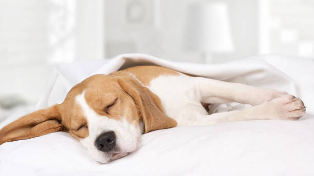 Small hound Beagle dog sleeping at home on the bed covered with a blanket